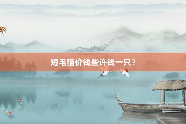 短毛猫价钱些许钱一只？